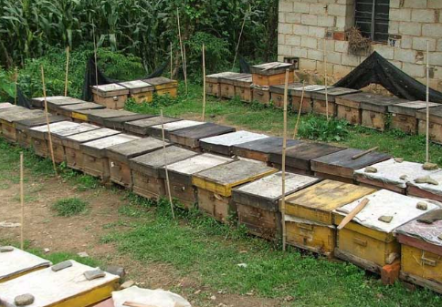 2016年养殖蜜蜂赚钱吗？