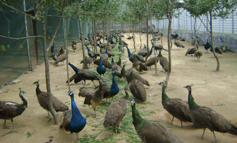 2016年养殖孔雀赚钱吗？残疾人创办福州首个孔雀养殖场，年纯收入50多万元