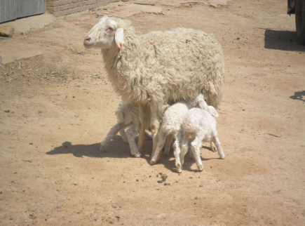 新疆霍尔果斯市给养殖户送生产母羊，大力助推产业扶贫