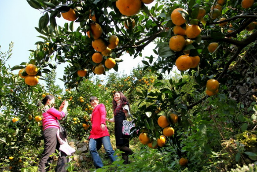 广西：南宁武鸣葛阳村迎来柑橘丰收季节，总产值达1.8亿元