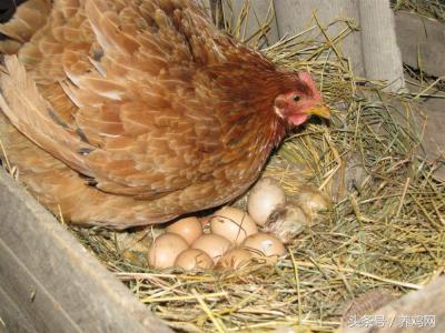 蛋鸡和鸡蛋行业发展趋势