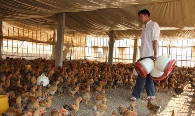 养鸡业大量使用抗生素，谁是罪魁祸首？