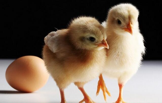 养鸡业大量使用抗生素，谁是罪魁祸首？