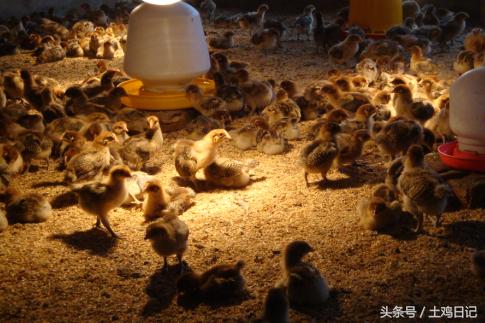 养殖户都说：冬天的土鸡不好养，成本还高，是这样吗？