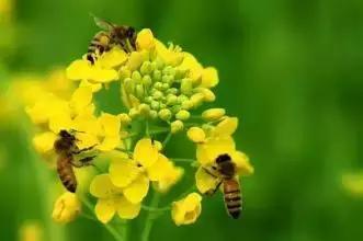 蜜蜂如果消失，人类竟然只能活四年？