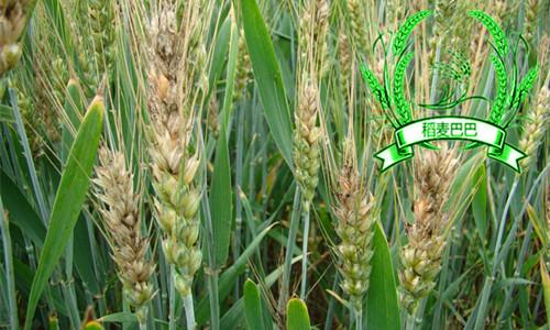 小麦赤霉病的最佳预防时期是在哪个阶段，用什么农药预防效果好？