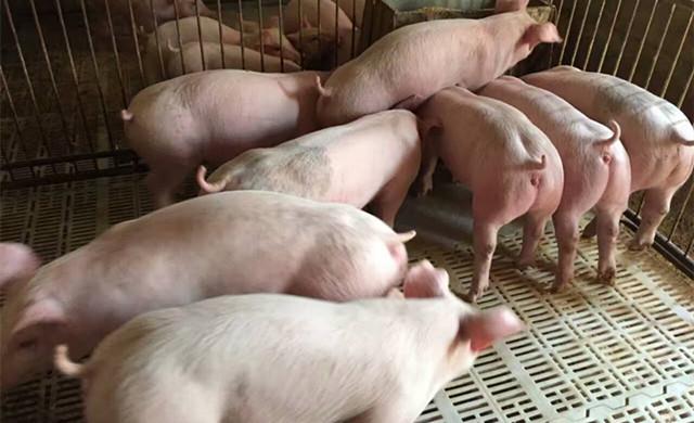 想要2017养猪赚钱，养猪喂稀料的习惯应当这样改变！