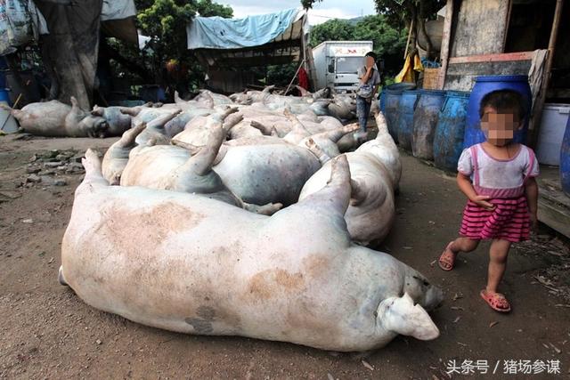 农村病死猪流通危害大，养猪业该如何面对？