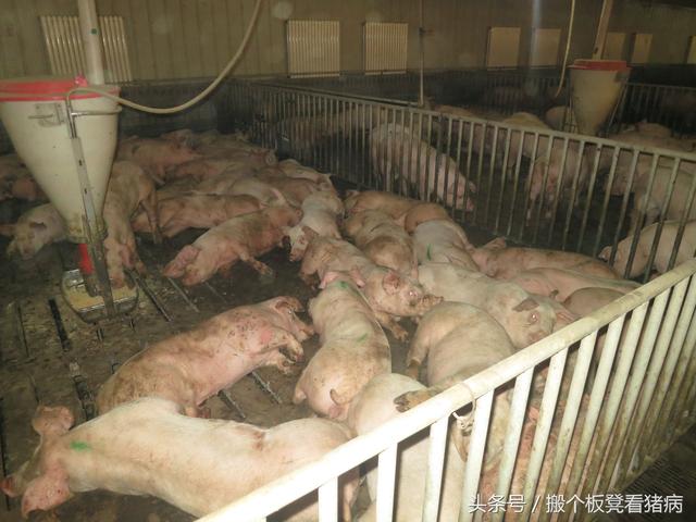 驾驭猪病—千万养猪人收藏的10个不花钱治病法
