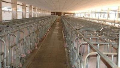 猪场养殖：创造一个有利于猪群生长发育的环境
