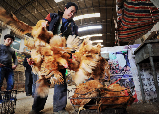 台湾云林县出现禽流感，累计扑杀26535只家禽