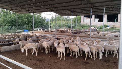 内蒙古：科右前旗肉羊养殖标准化示范区项目通过验收