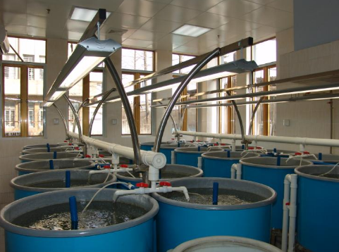 浙江平湖市引进首个水槽式循环水养殖项目