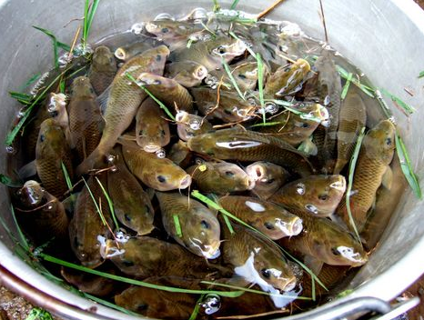 湖南郴州7个“禾花鱼”示范基地示范全面成功