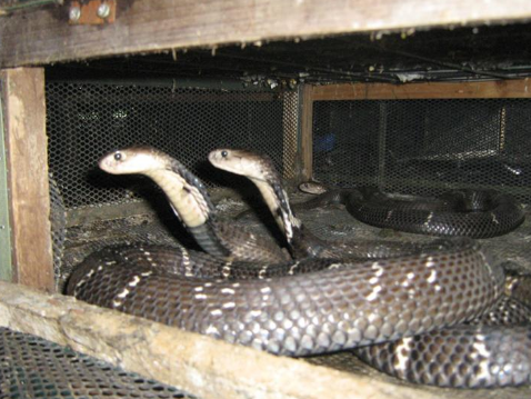 南京六合：900多眼镜蛇转移至泰州养殖场