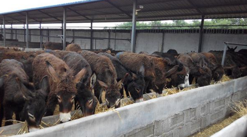 2亿元肉驴养殖小区项目落户内蒙古白音他拉苏木