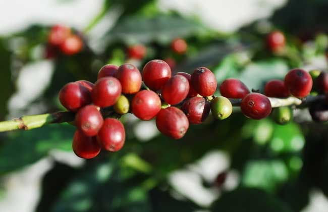 咖啡树种植条件