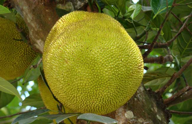 菠萝蜜种植技术