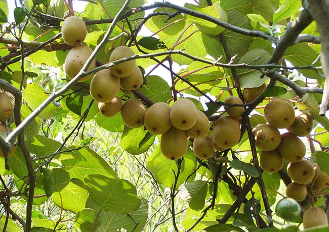 猕猴桃种植条件有哪些？猕猴桃种植主产区在哪？
