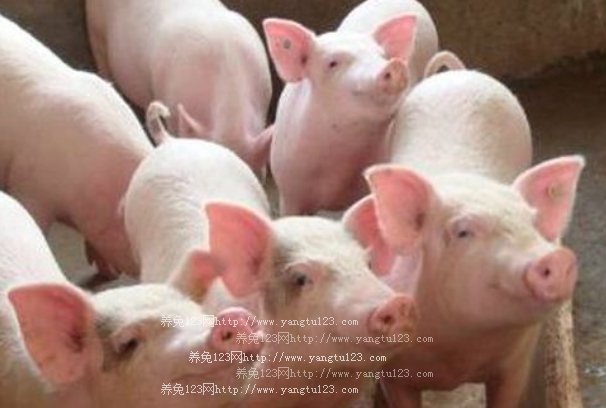 福建龙岩市采取有效措施加强生猪生产工作