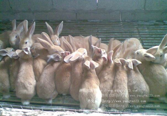 养兔场如何减少饲料浪费？养兔场六法防浪费