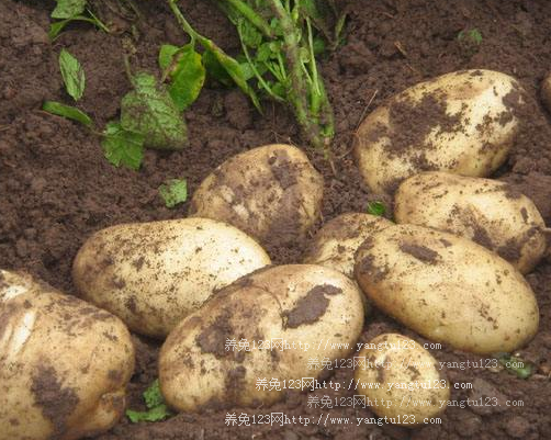 丽薯88号土豆价格多少钱一斤?2018年的丽薯88号土豆价格趋势预测