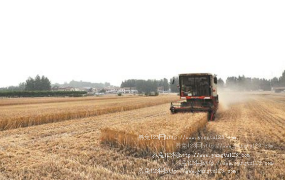 江苏铜山：6万亩小麦开镰收割