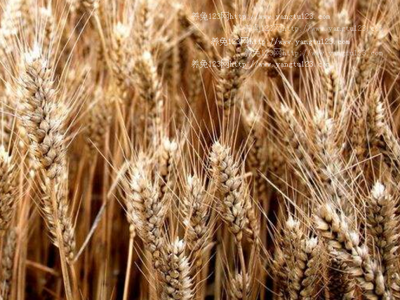 安徽阜阳市小麦大规模收割全面展开