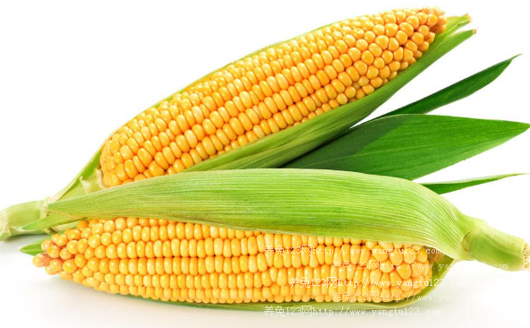 2018年新鲜玉米价格多少钱一斤？2018新鲜玉米价格行情走势如何？